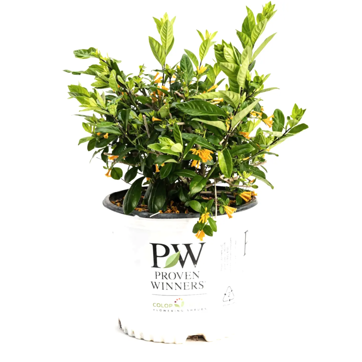 Juiced® Orange Jessamine