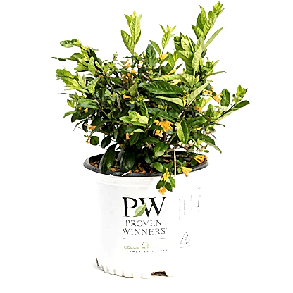 Juiced® Orange Jessamine