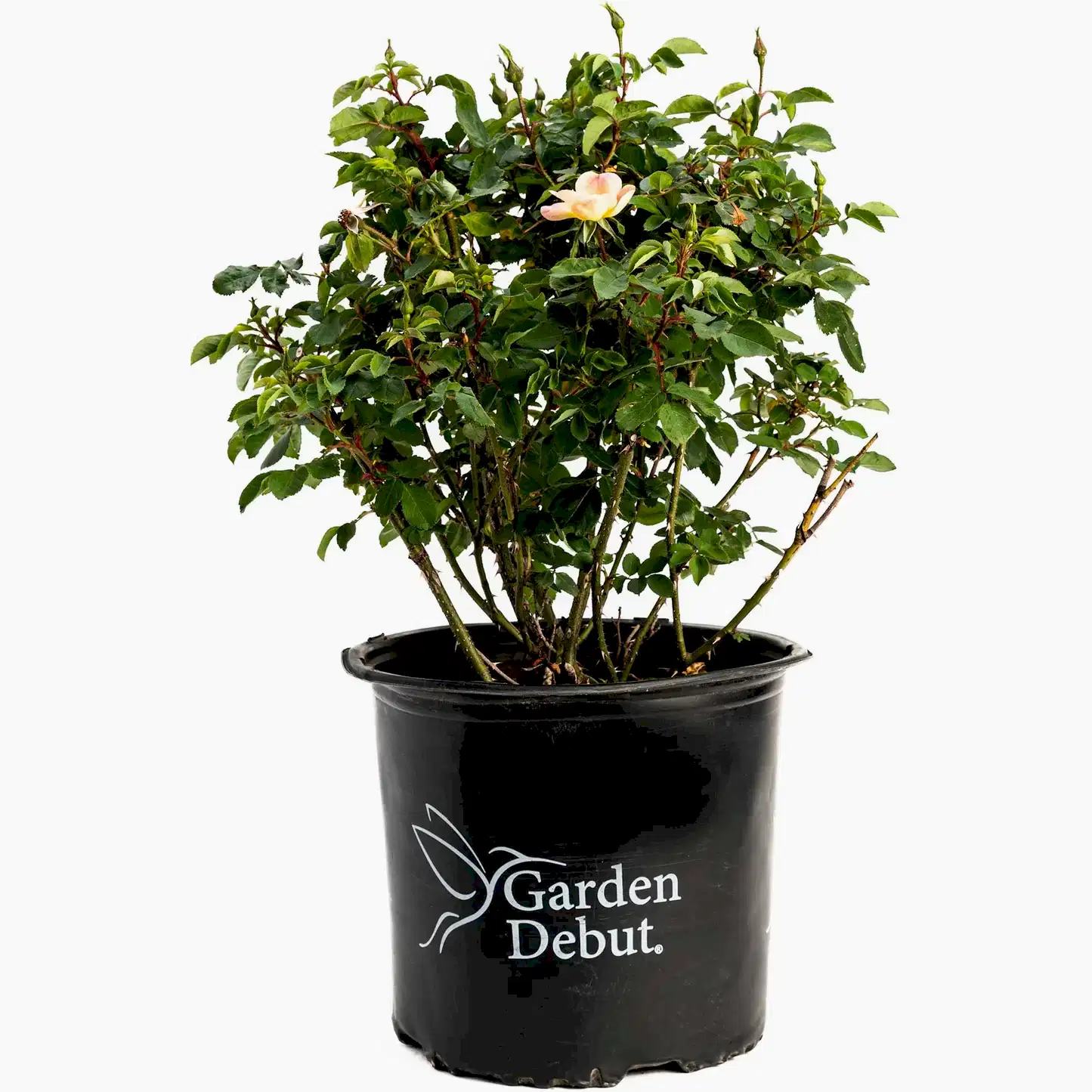 The Champion™ Sunblush Rose
