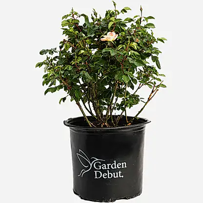 The Champion™ Sunblush Rose