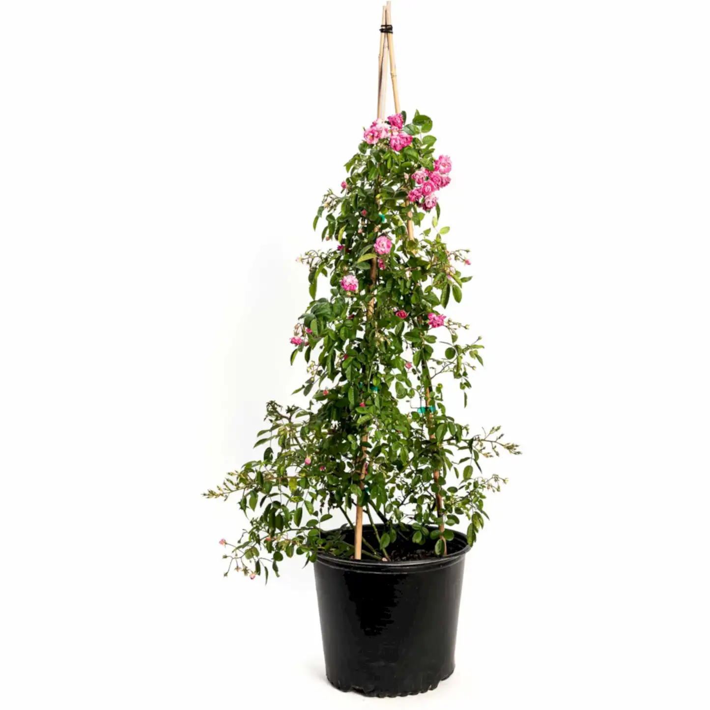 Peggy Martin Climbing Rose