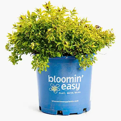 Pineapple Poprocks® Spiraea