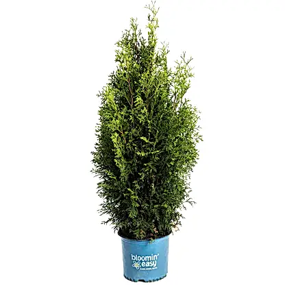 Private Jet™ Arborvitae