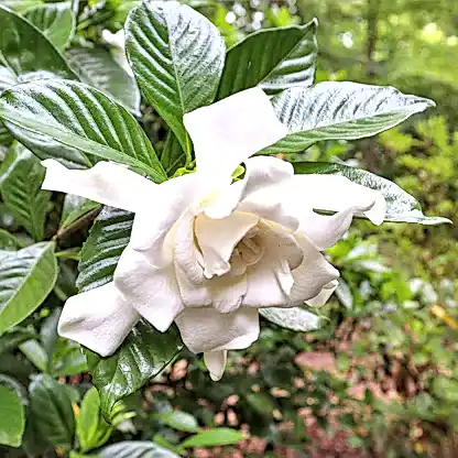 Frost Proof Gardenia