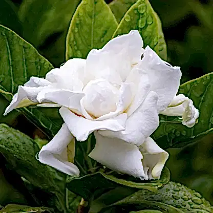 Frost Proof Gardenia
