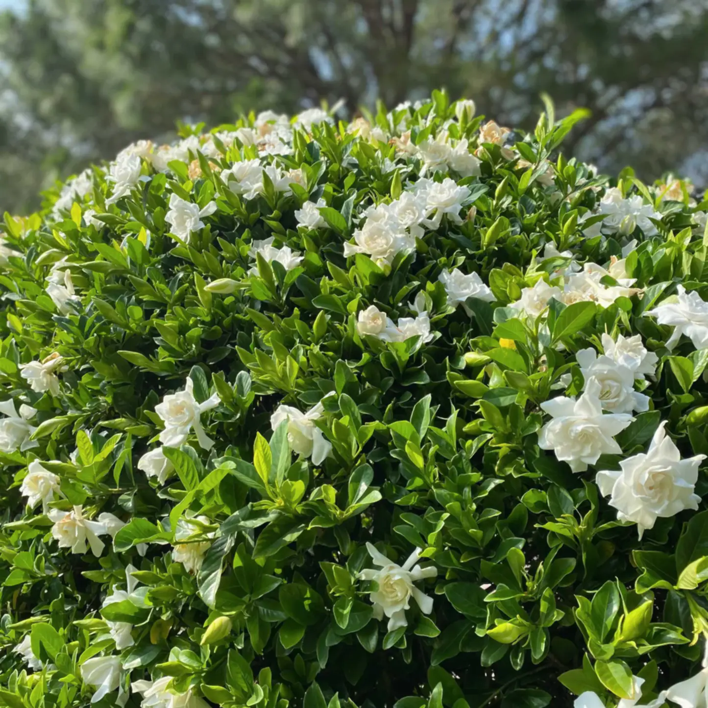 Frost Proof Gardenia