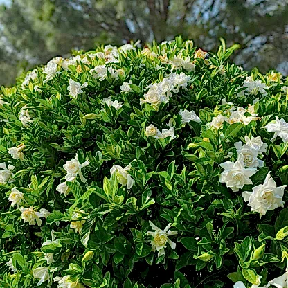 Frost Proof Gardenia