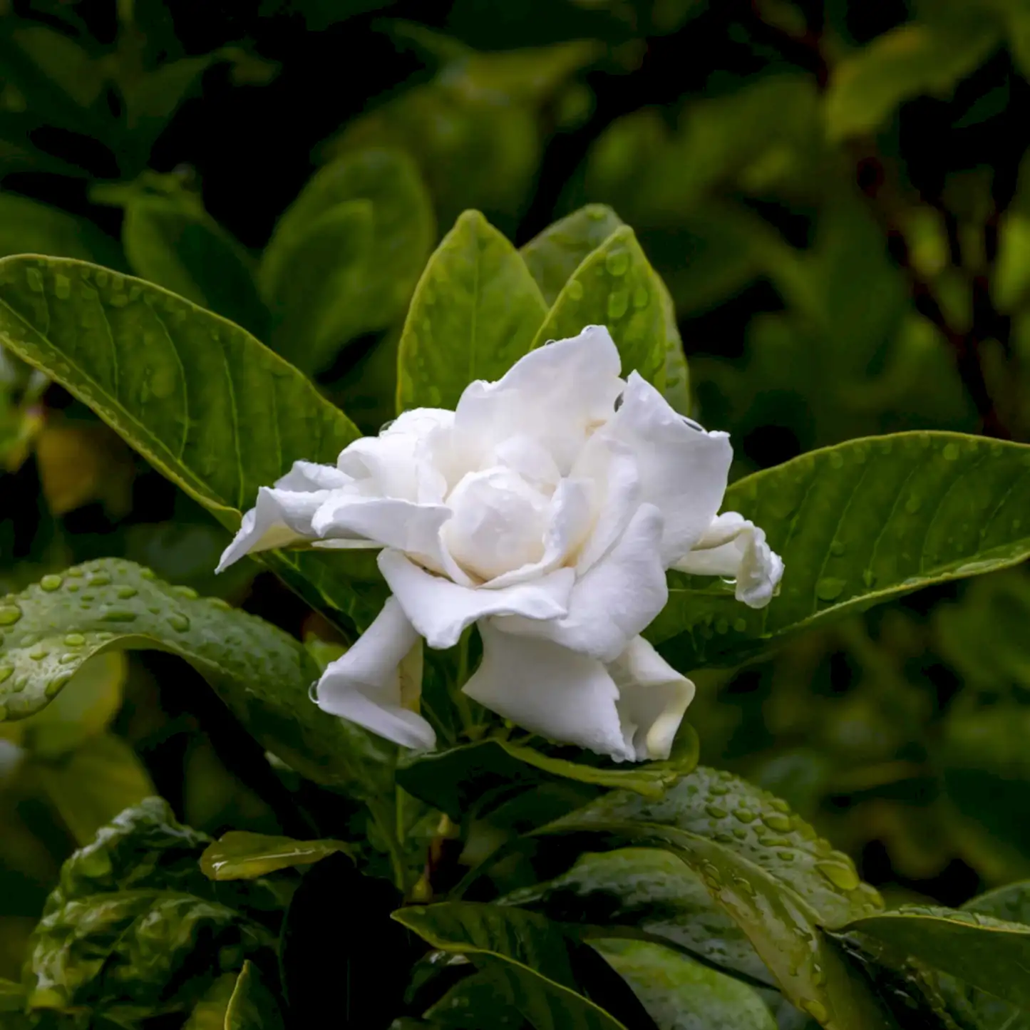 Frost Proof Gardenia