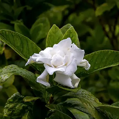 Frost Proof Gardenia