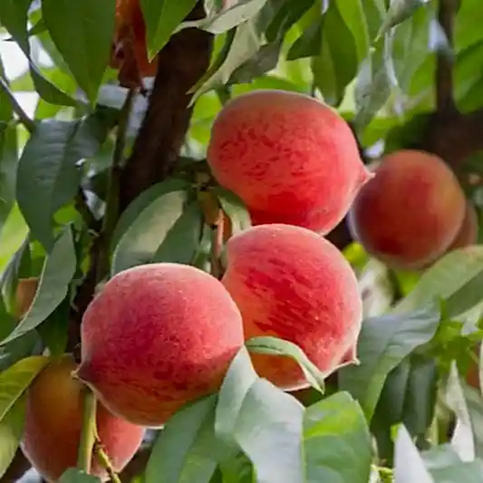 Frost® Peach Tree