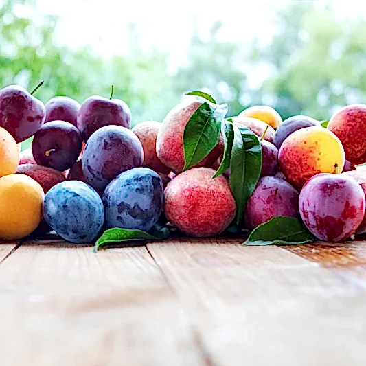 Fruit Cocktail Tree