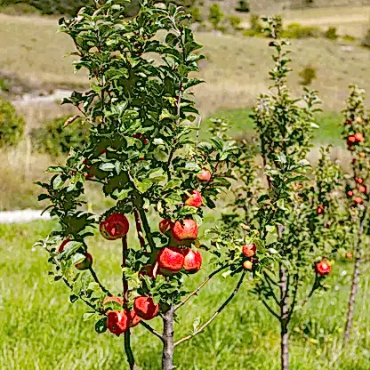 Apple Orchard