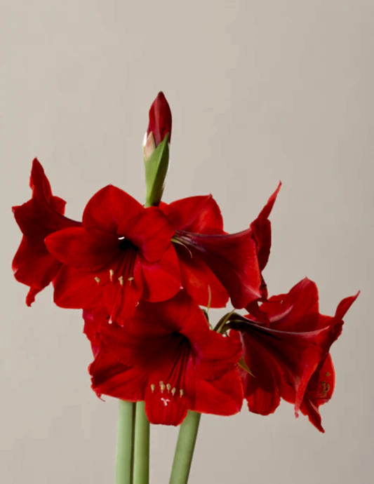 'Red Lion' Amaryllis Kit