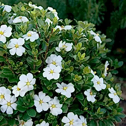 ScentAmazing® Gardenia