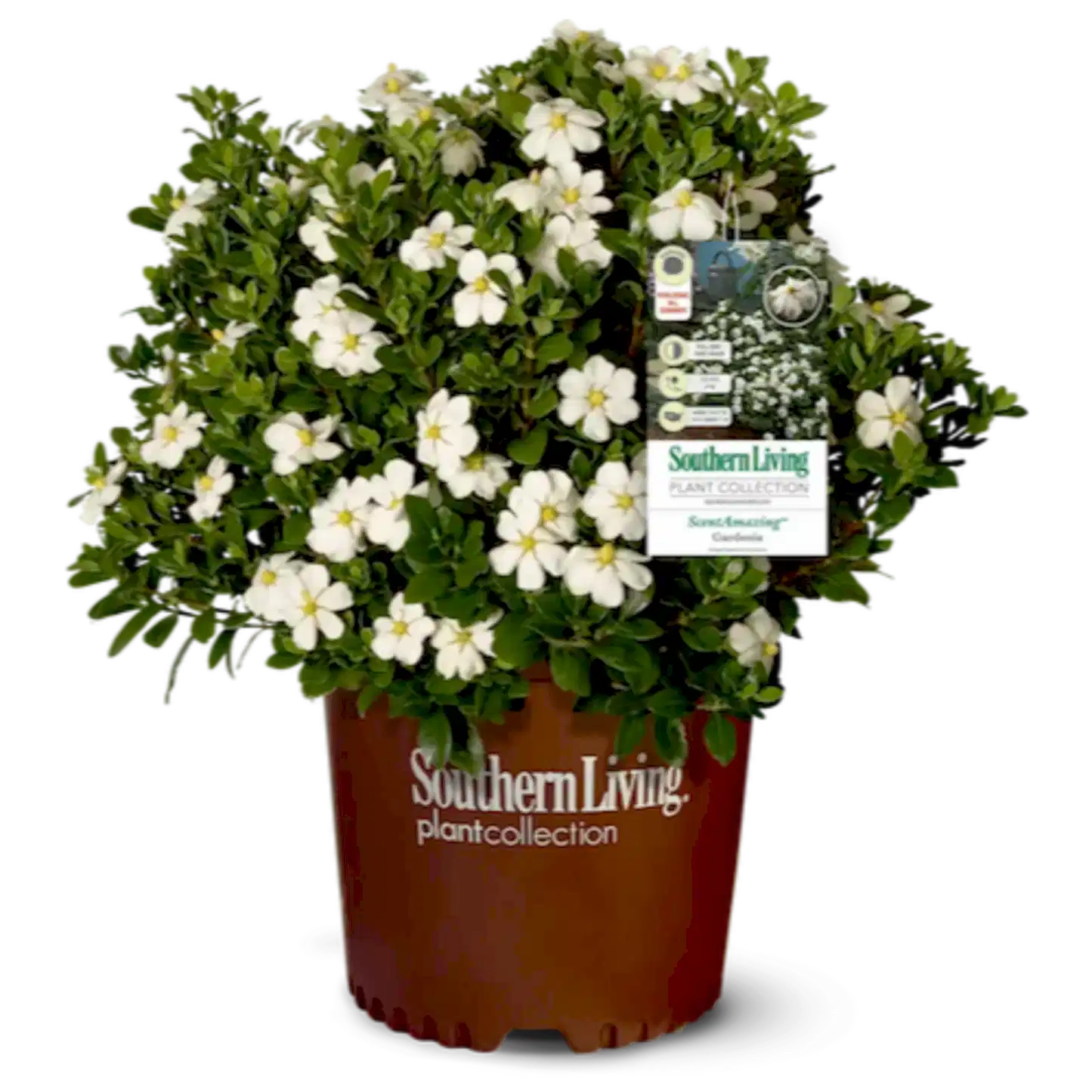 ScentAmazing® Gardenia