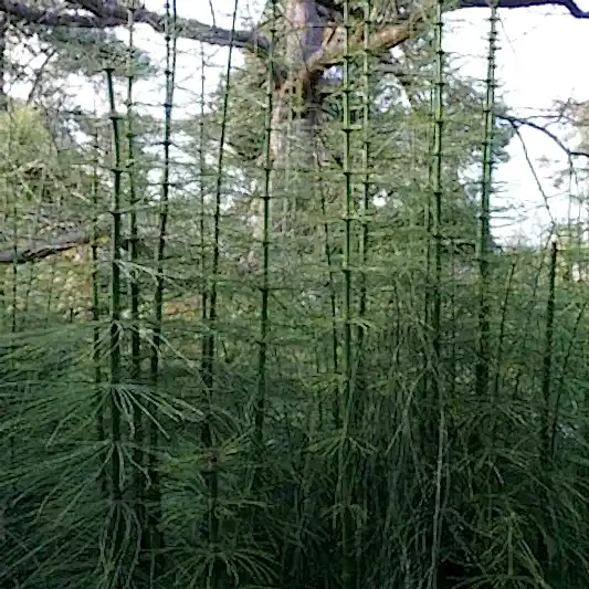 Giant Horsetail Reed