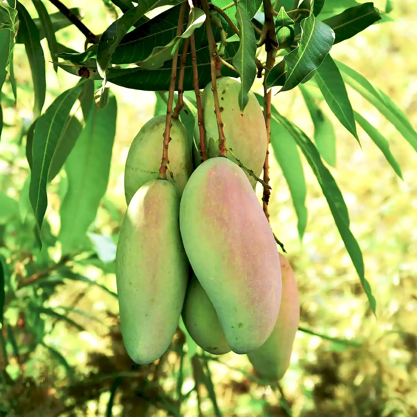 Glenn Mango Tree