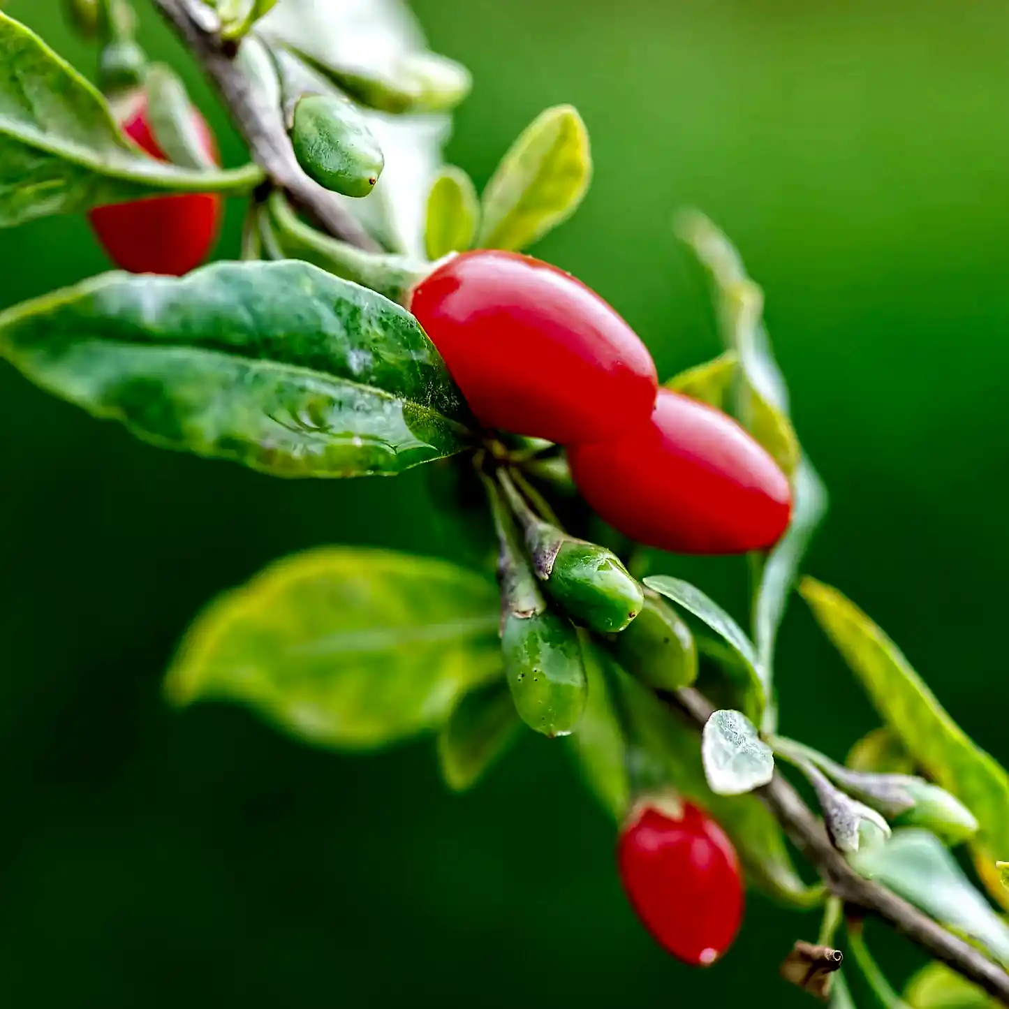 Goji Berry