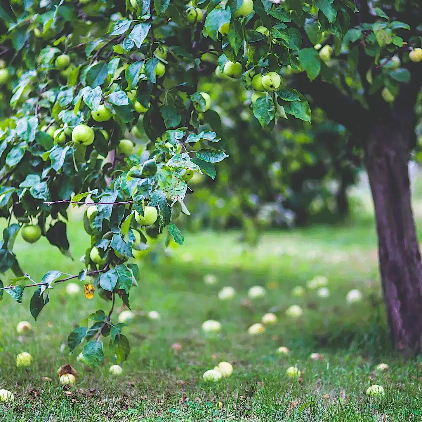 Apple Orchard