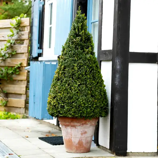 Green Gem Topiary Boxwood (Cone)