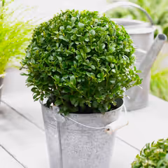 Green Mountain Topiary Boxwood (Ball)