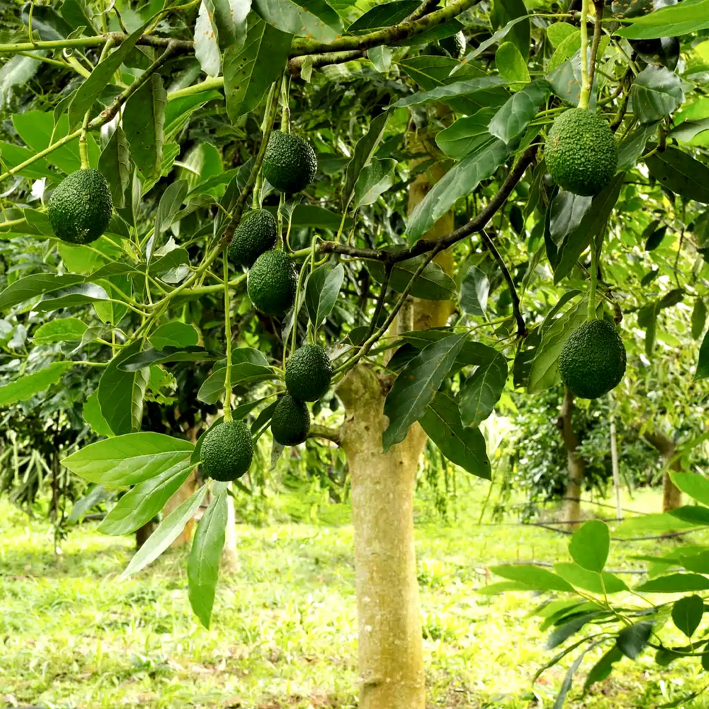 Hass Avocado Tree