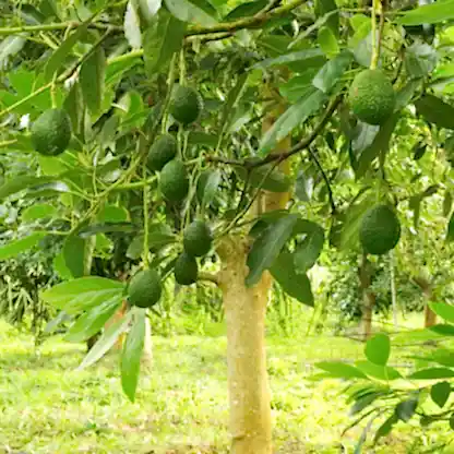 Hass Avocado Tree