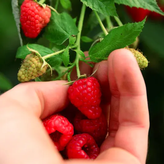 Heritage Raspberry