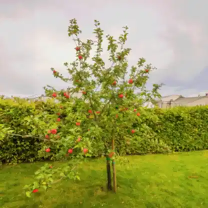 Apple Orchard