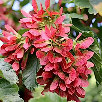 Hot Wings™ Tatarian Maple