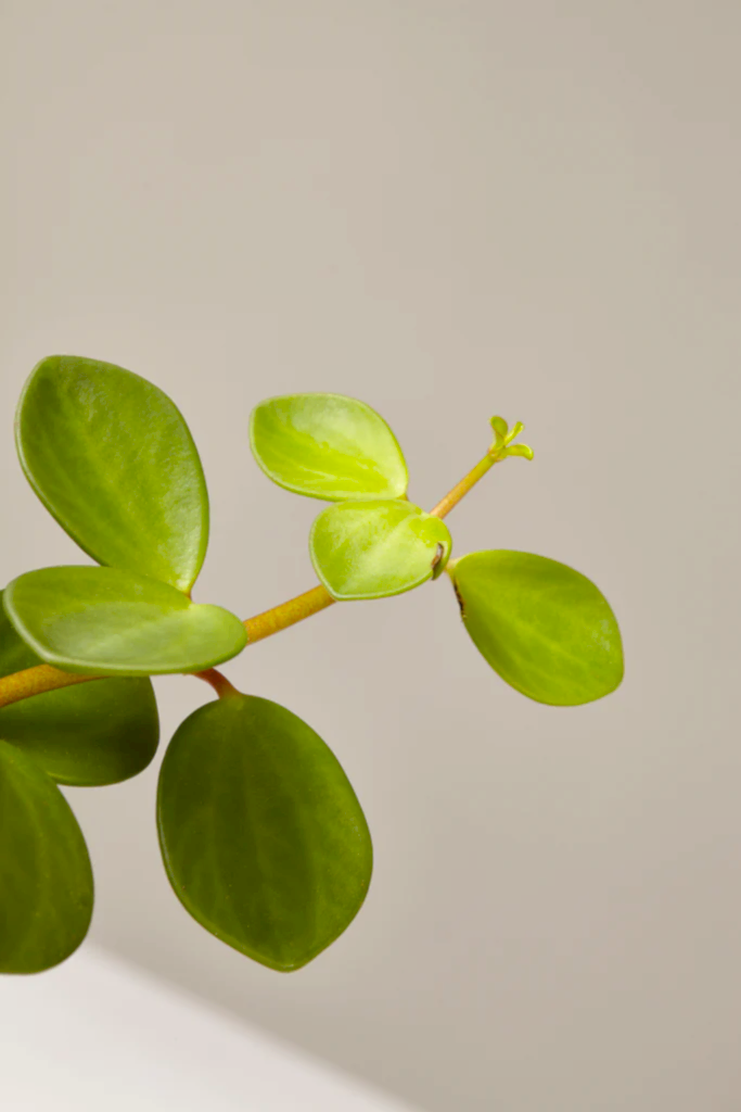 Peperomia Hope Hanging Basket