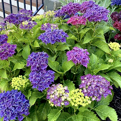 Frill Ride™ Hydrangea