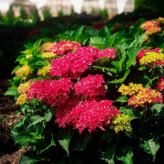 Frill Ride™ Hydrangea