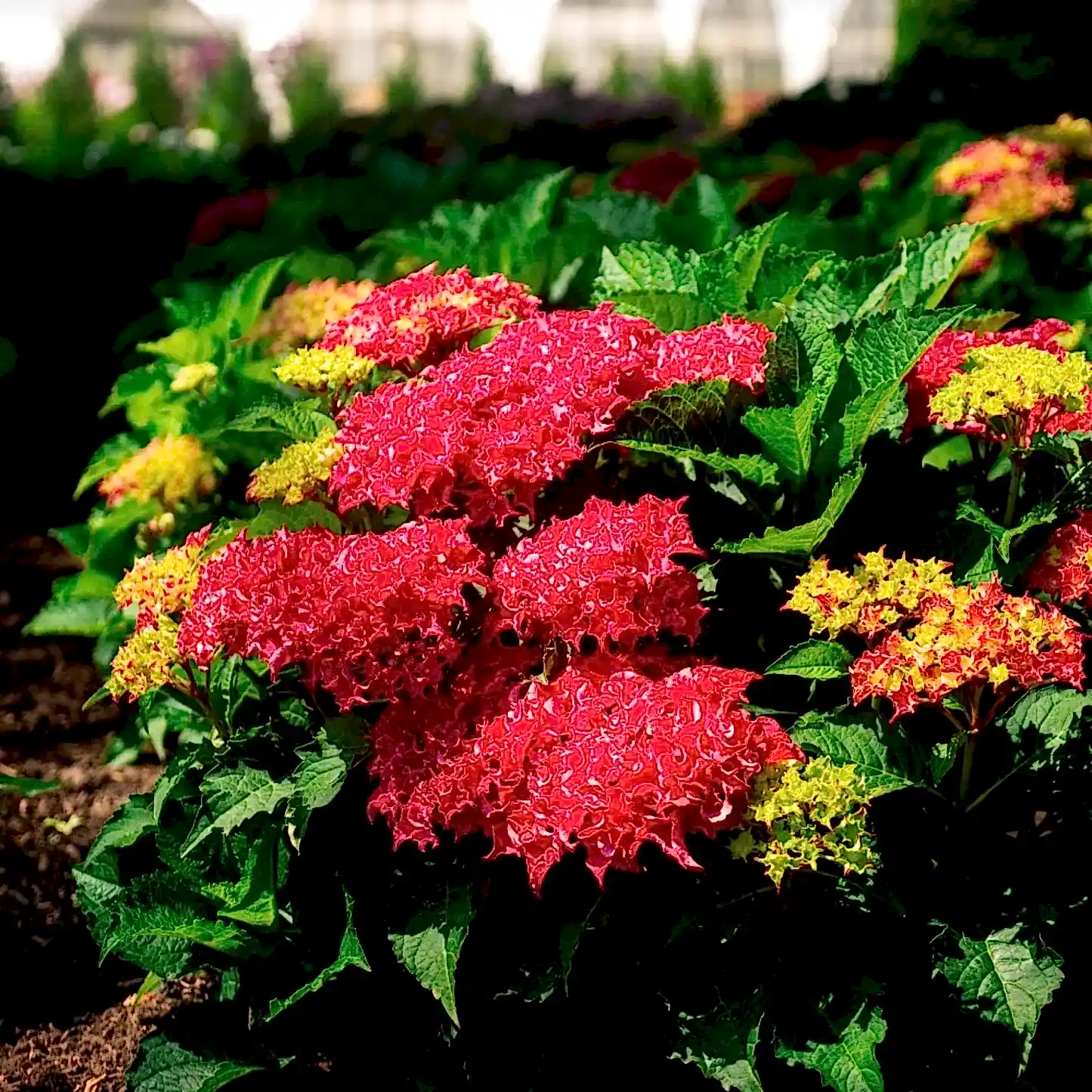 Frill Ride™ Hydrangea