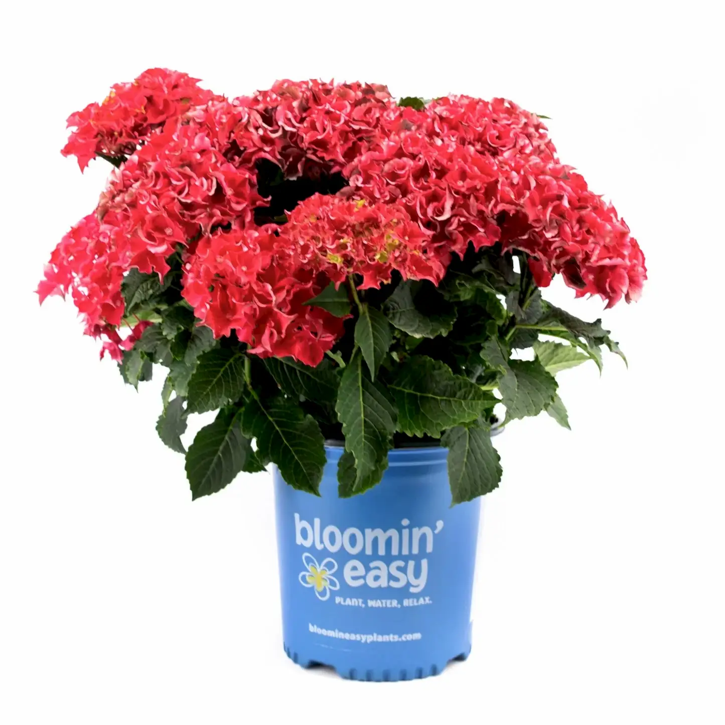 Frill Ride™ Hydrangea