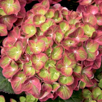Tilt-a-Swirl® Hydrangea