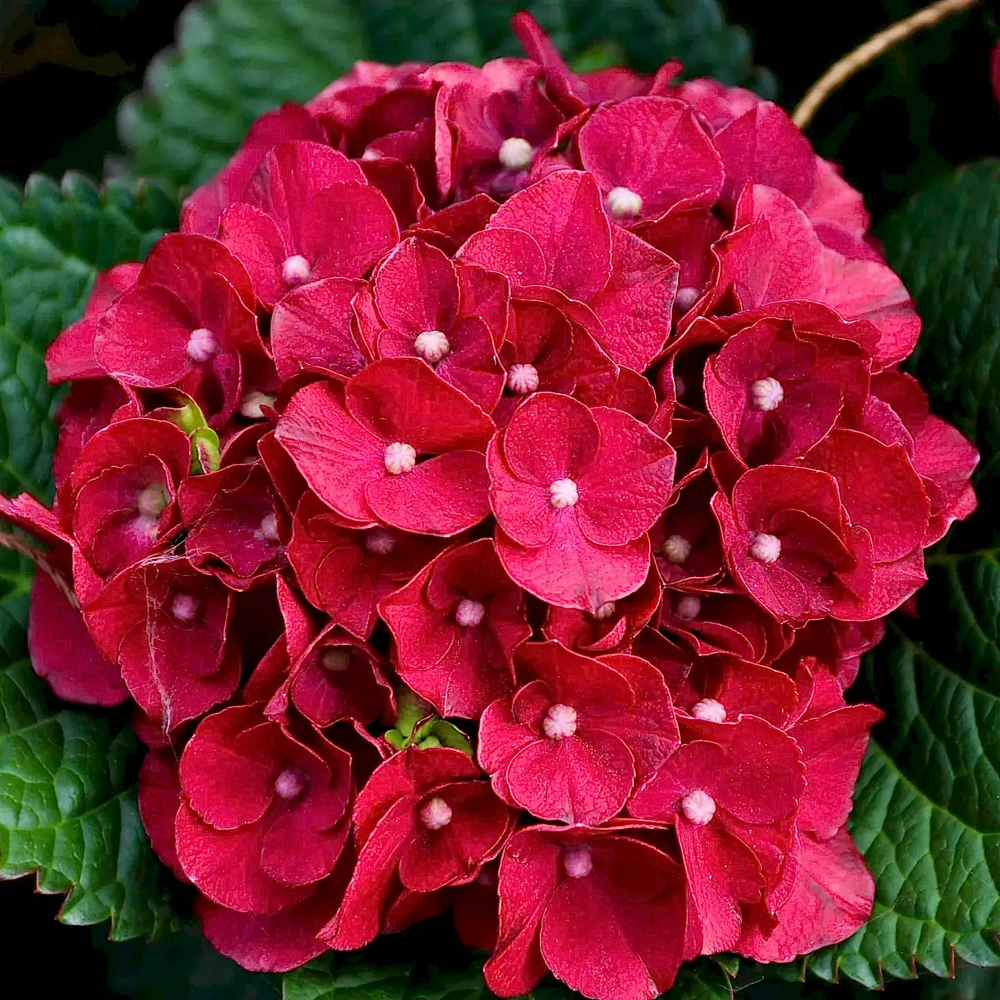 Cherry-Go-Round® Hydrangea
