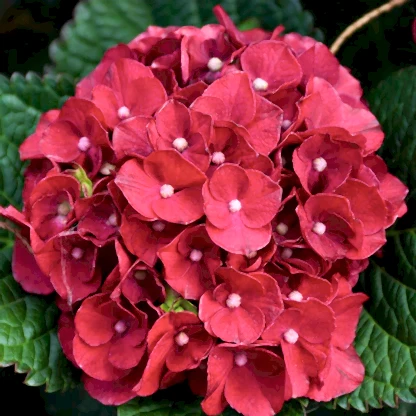 Cherry-Go-Round® Hydrangea