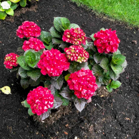 Cherry-Go-Round® Hydrangea