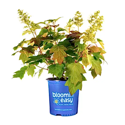 Toy Soldier™ Hydrangea