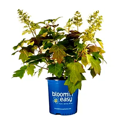 Toy Soldier™ Hydrangea