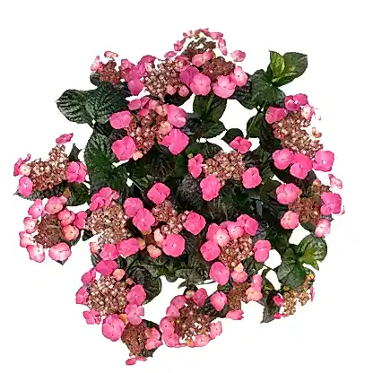 Pink Dynamo™ Hydrangea