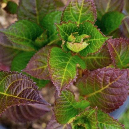 Cherry-Go-Round® Hydrangea