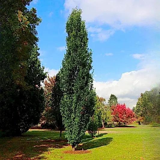 Skinny Genes® Columnar Oak Tree