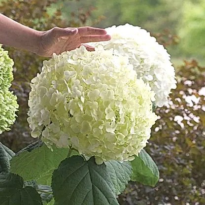 Incrediball® Hydrangea