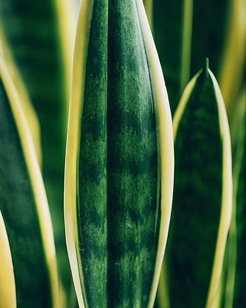 Snake Plant Black Gold