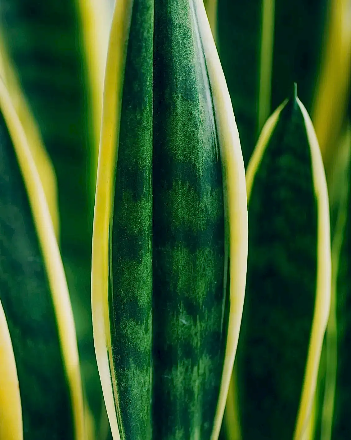 Snake Plant Black Gold