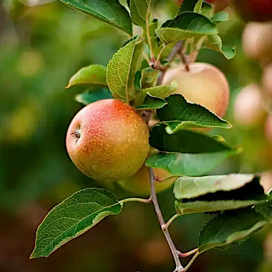 3-in-1 Apple Tree