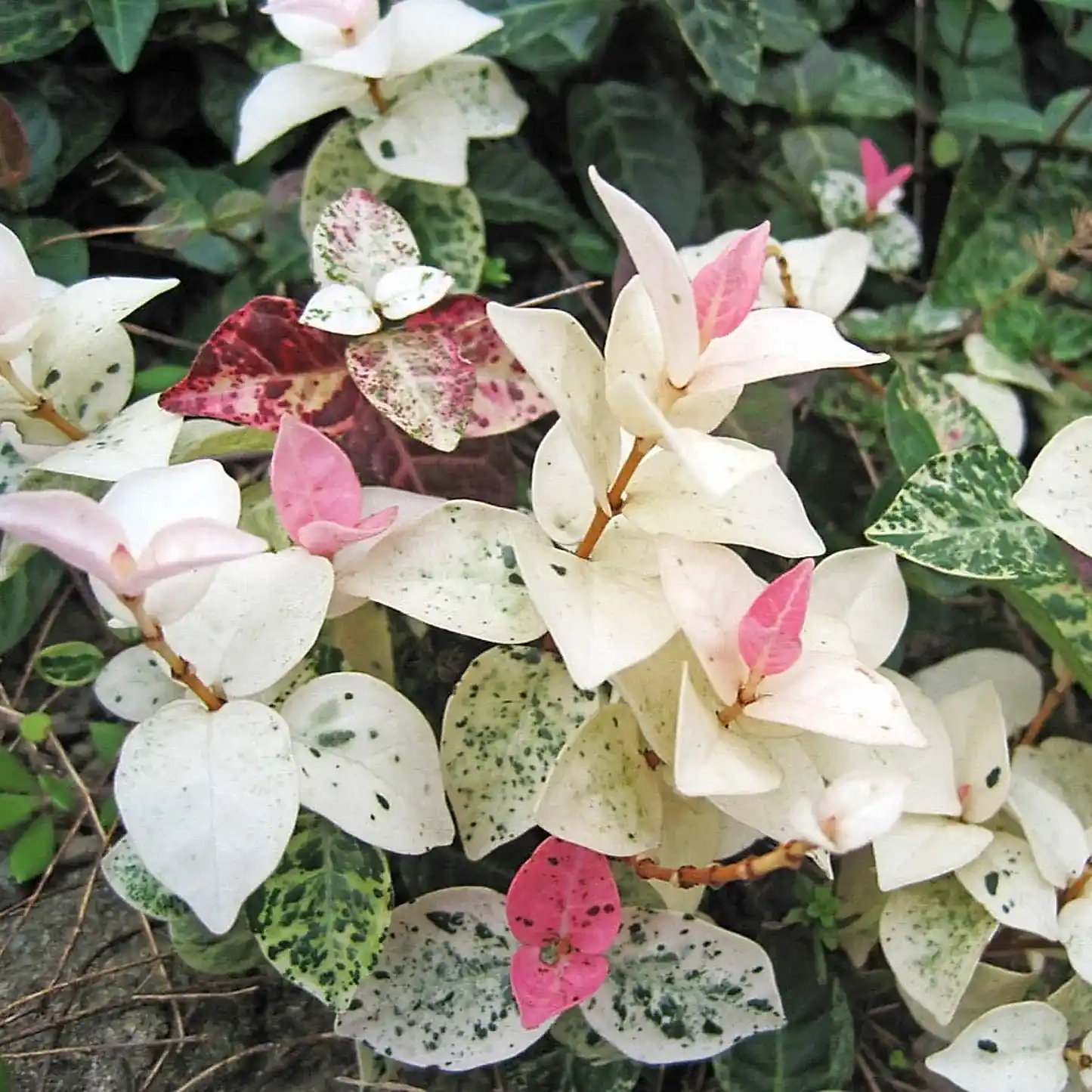 Snow-N-Summer™ Asiatic Jasmine