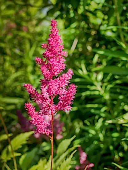Mighty® Chocolate Cherry Astilbe